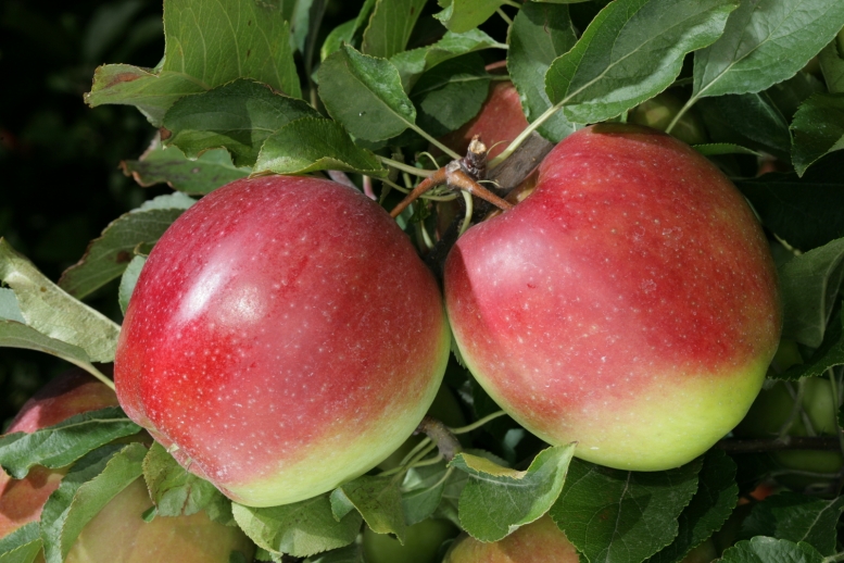 Odmiany jabłek